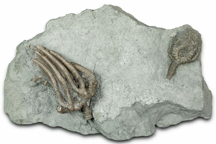 Fossil Crinoid Plate (Two Species) - Crawfordsville, Indiana #358135